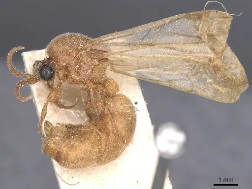 Aenictus asperivalvus specimen CASENT0911416 image casent0911416_3
