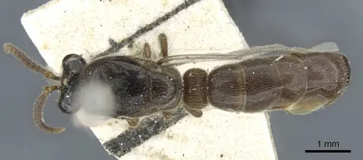 Aenictus bayoni specimen CASENT0905862 image casent0905862_1