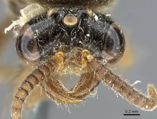 Aenictus bayoni specimen CASENT0905862 image casent0905862_2