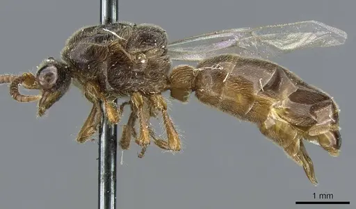 Aenictus bayoni specimen CASENT0905862 image casent0905862_3