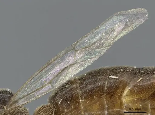 Aenictus bayoni specimen CASENT0905862 image casent0905862_4