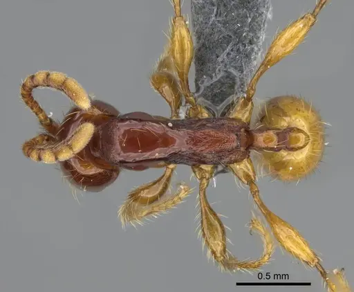 Aenictus bidentatus specimen CASENT0350562 image casent0350562_1