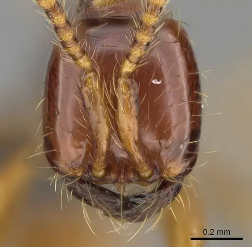Aenictus bidentatus specimen CASENT0350562 image casent0350562_2