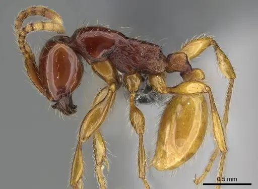 Aenictus bidentatus specimen CASENT0350562 image casent0350562_3