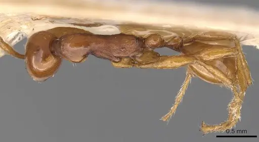 Aenictus biroi specimen CASENT0905989 image casent0905989_1