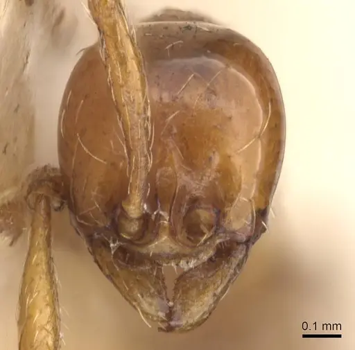 Aenictus biroi specimen CASENT0905989 image casent0905989_2