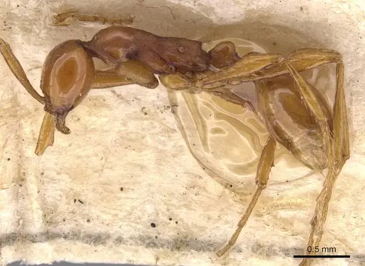 Aenictus biroi specimen CASENT0905989 image casent0905989_3