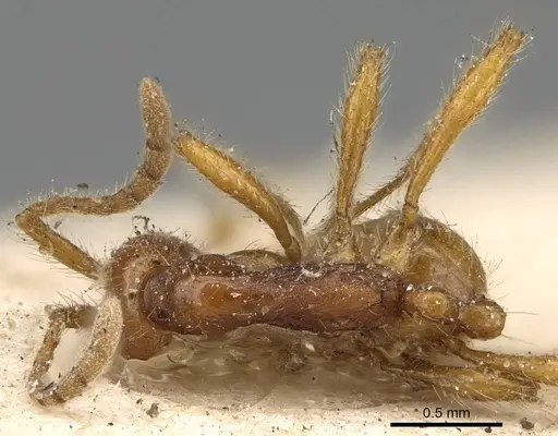 Aenictus biroi specimen CASENT0922454 image casent0922454_1