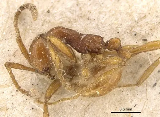Aenictus biroi specimen CASENT0922454 image casent0922454_3