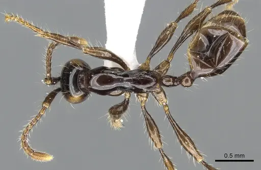 Aenictus bodongjaya specimen CASENT0903688 image casent0903688_1