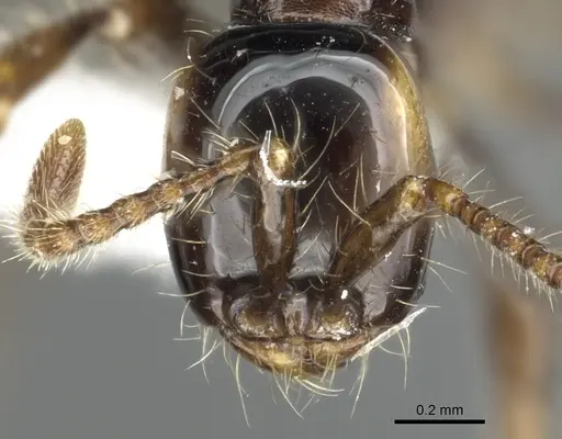 Aenictus bodongjaya specimen CASENT0903688 image casent0903688_2