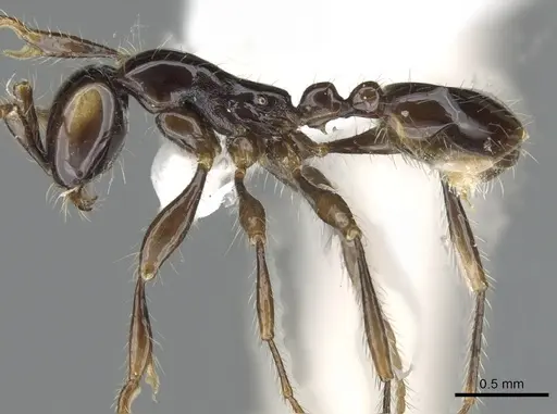 Aenictus bodongjaya specimen CASENT0903688 image casent0903688_3