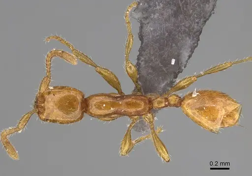 Aenictus boltoni specimen NHMUK012849298 image nhmuk012849298_1