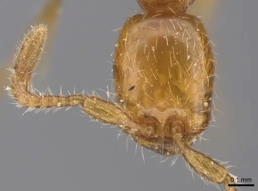 Aenictus boltoni specimen NHMUK012849298 image nhmuk012849298_2