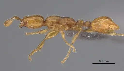 Aenictus boltoni specimen NHMUK012849298 image nhmuk012849298_3