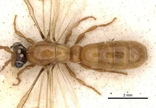 Aenictus bottegoi specimen CASENT0281965 image casent0281965_1