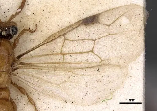 Aenictus bottegoi specimen CASENT0281965 image casent0281965_2