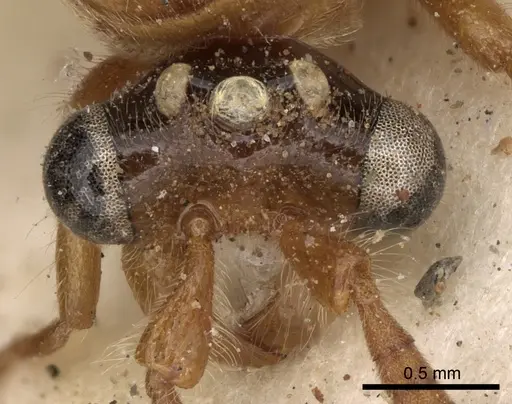 Aenictus bottegoi specimen CASENT0281965 image casent0281965_3
