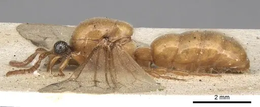 Aenictus bottegoi specimen CASENT0281965 image casent0281965_5