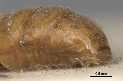 Aenictus bottegoi specimen CASENT0281965 image casent0281965_6