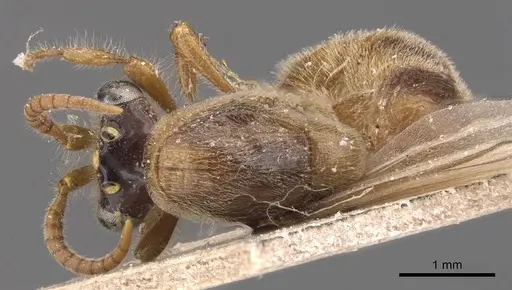Aenictus bottegoi specimen CASENT0905733 image casent0905733_1