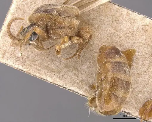 Aenictus bottegoi specimen CASENT0905733 image casent0905733_3