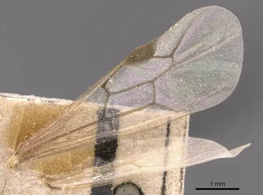Aenictus bottegoi specimen CASENT0905733 image casent0905733_4