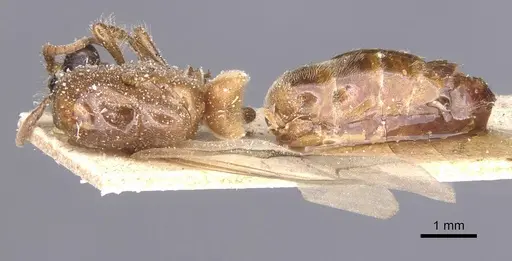 Aenictus bottegoi specimen CASENT0911417 image casent0911417_1