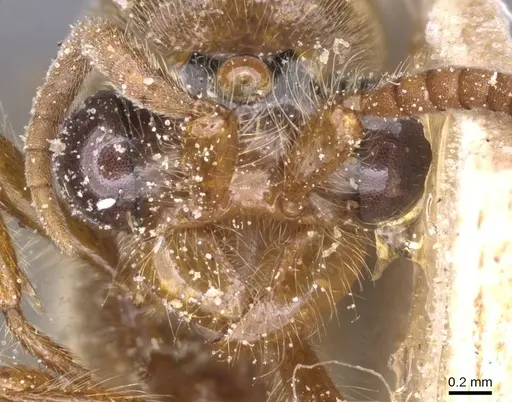 Aenictus bottegoi specimen CASENT0911417 image casent0911417_2