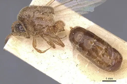 Aenictus bottegoi specimen CASENT0911417 image casent0911417_3