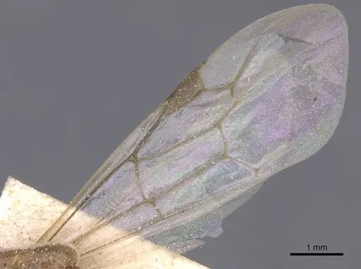 Aenictus bottegoi specimen CASENT0911417 image casent0911417_4