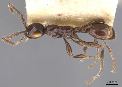 Aenictus breviceps specimen CASENT0905999 image casent0905999_1