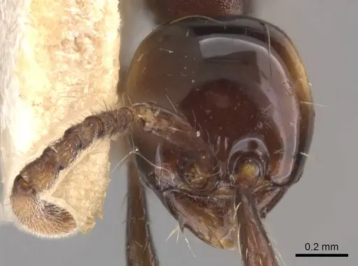 Aenictus breviceps specimen CASENT0905999 image casent0905999_2