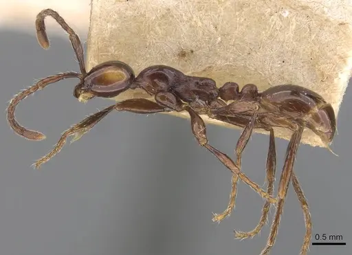 Aenictus breviceps specimen CASENT0905999 image casent0905999_3