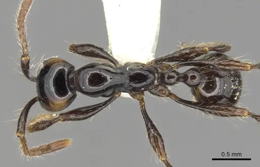 Aenictus brevinodus specimen CASENT0903684 image casent0903684_1