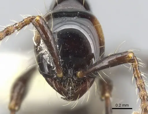 Aenictus brevinodus specimen CASENT0903684 image casent0903684_2