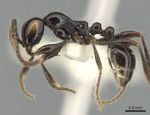 Aenictus brevinodus specimen CASENT0903684 image casent0903684_3