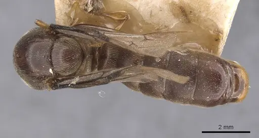 Aenictus buttelreepeni specimen CASENT0905990 image casent0905990_1