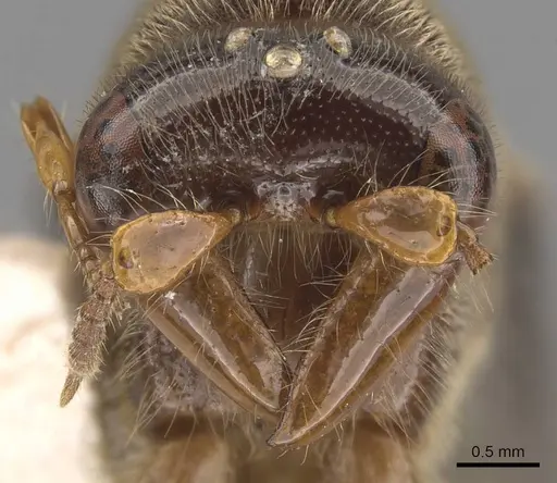 Aenictus buttelreepeni specimen CASENT0905990 image casent0905990_2