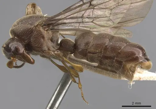 Aenictus buttelreepeni specimen CASENT0905990 image casent0905990_3