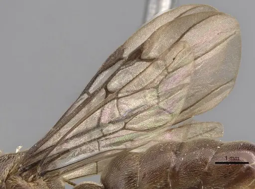 Aenictus buttelreepeni specimen CASENT0905990 image casent0905990_4