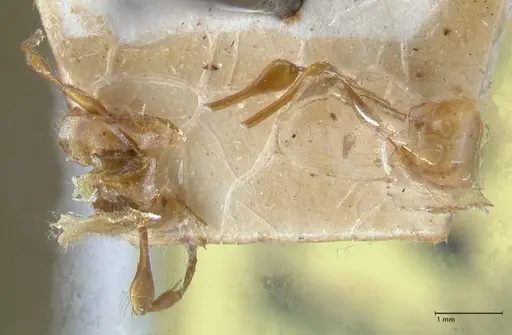Aenictus buttelreepeni specimen FOCOL1145 image focol1145_1