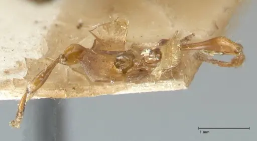 Aenictus buttelreepeni specimen FOCOL1145 image focol1145_2