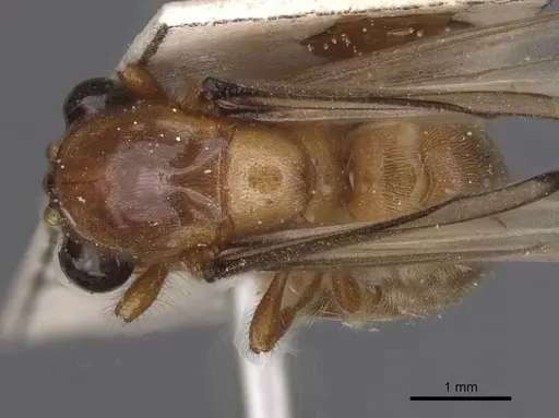 Aenictus buttgenbachi specimen RMCAENT000017715 image rmcaent000017715_1