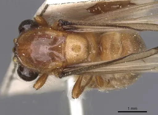Aenictus buttgenbachi specimen RMCAENT000017715 image rmcaent000017715_3