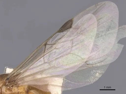 Aenictus buttgenbachi specimen RMCAENT000017715 image rmcaent000017715_4