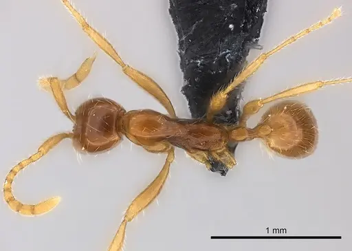Aenictus camposi specimen CASENT0217372 image casent0217372_1