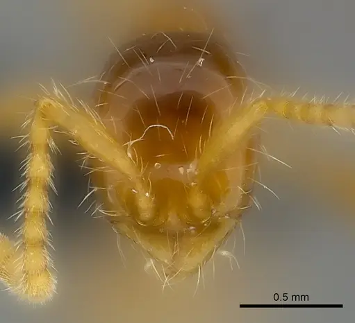 Aenictus camposi specimen CASENT0217372 image casent0217372_2