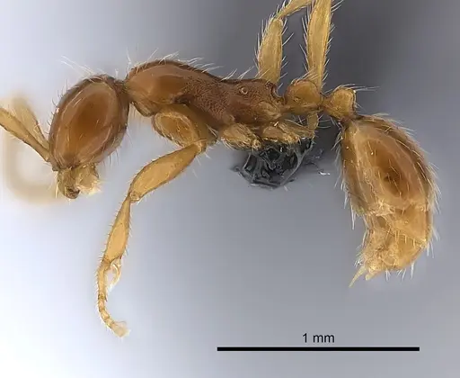 Aenictus camposi specimen CASENT0217372 image casent0217372_3