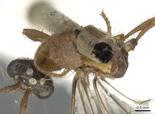 Aenictus certus specimen CASENT0902691 image casent0902691_1